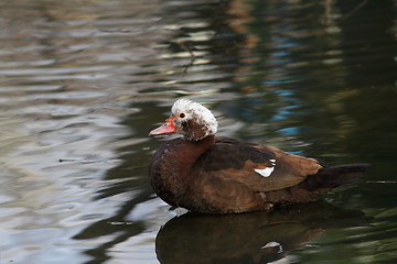 Image showing muscovy duck on a pond