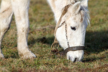 Image showing closeup of grazing horse