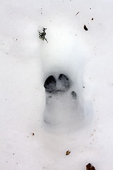 Image showing wild boar track in snow