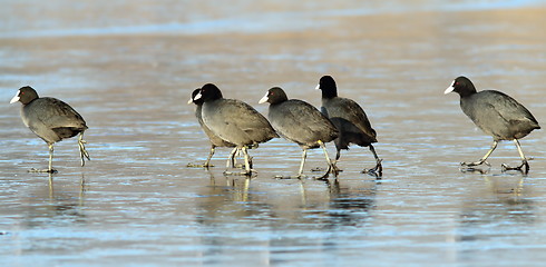 Image showing fulica atra on icy lake