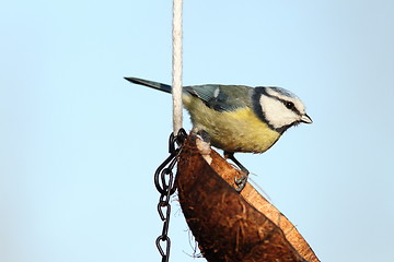 Image showing small garden bird