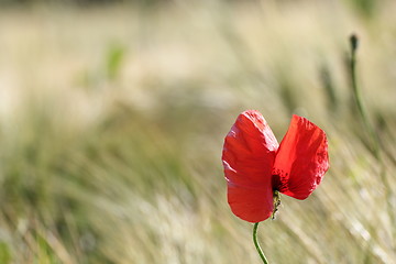 Image showing red wild flower in the field