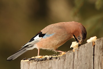 Image showing european jay eats bread