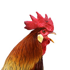 Image showing isolated singing rooster