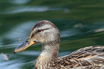 Image showing profile of a female mallard duck