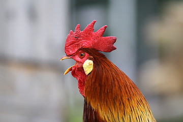 Image showing portrait of rooster singing