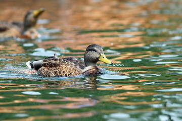 Image showing mallard duck swimming on water surface