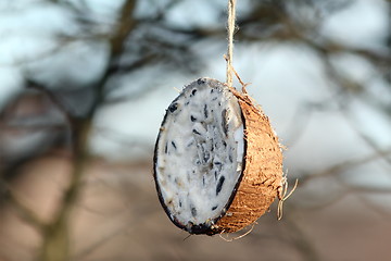 Image showing coconut feeder full of lard