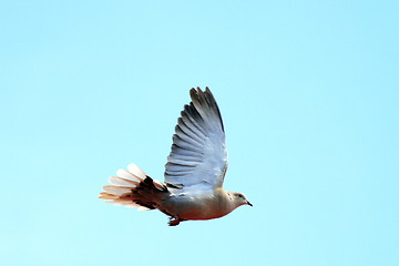 Image showing turtledove in flight over sky