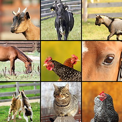 Image showing collage made with farm animals images