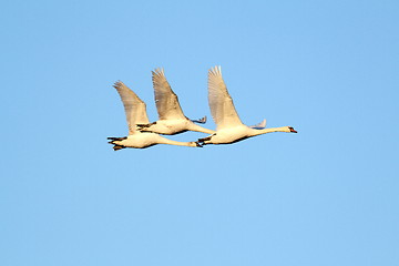 Image showing beautiful swans flying