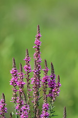 Image showing purple wild flowers