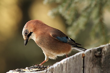 Image showing european jay looking at seeds