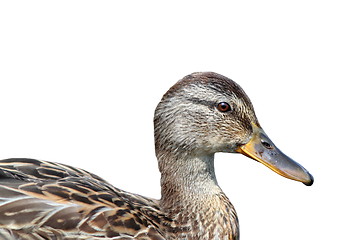 Image showing isolated portrait of a mallard