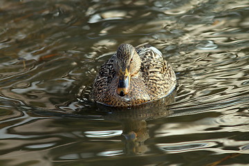 Image showing water bird swimming on lake surface