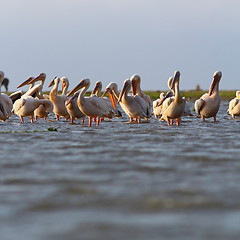 Image showing great pelicans colony at Sahalin