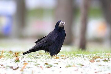 Image showing corvus frugilegus on the snowy park