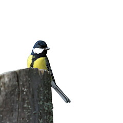 Image showing isolated great tit on stump