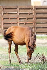 Image showing brown horse grazing on meadow