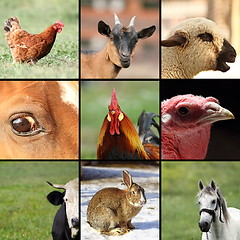 Image showing collection of images with farm animals