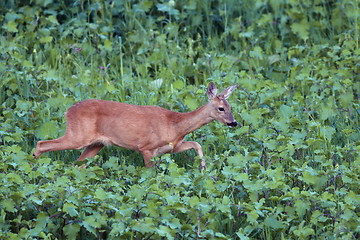 Image showing roe deer doe walking tranquil