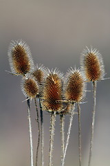 Image showing faded thorns