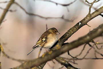 Image showing female common chaffinch
