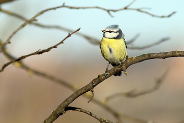 Image showing bluetit perched in tree