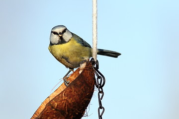 Image showing blue tit looking at the camera