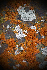 Image showing colorful lichens growing on metal surface