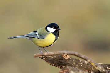 Image showing great tit over blurred background