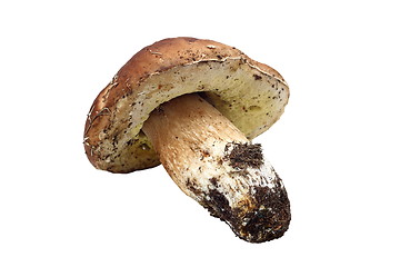 Image showing isolated fungi porcino mushroom