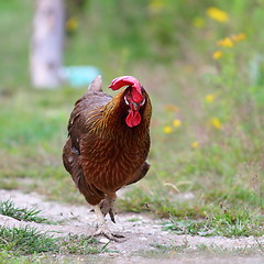 Image showing big rooster running towards the camera