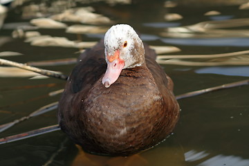 Image showing closeup portrait of muscovy duck