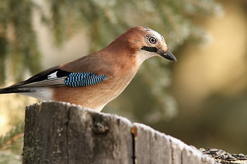 Image showing common jay on a stump