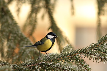 Image showing great tit on spruce branch