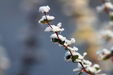 Image showing snow on a twig