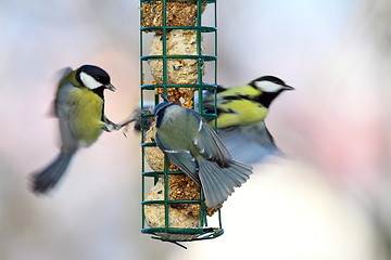 Image showing big starvation at bird feeder