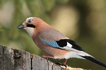 Image showing curious jay looking for food on a stump