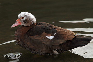 Image showing feral muscovy duck profile