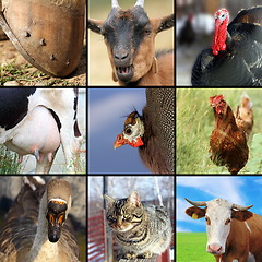 Image showing collection of different farm animals