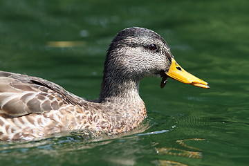 Image showing side view of female mallard duck