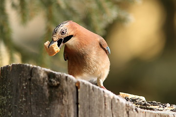 Image showing eurasian jay eating bread