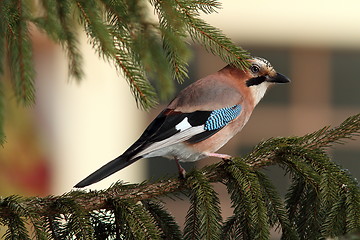 Image showing european jay standing on spruce branch