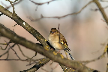 Image showing female fringilla coelebs in winter plumage