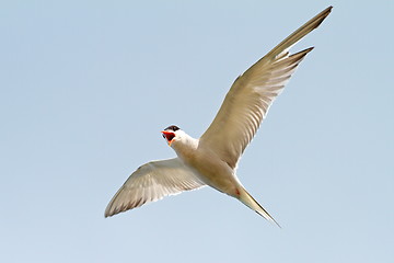 Image showing sterna hirundo over the blue sky