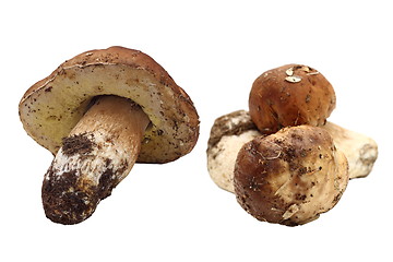 Image showing fungi porcini right from the forest