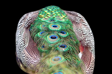 Image showing isolated abstract view of a peacock