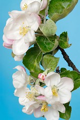 Image showing Apple Tree Flowers