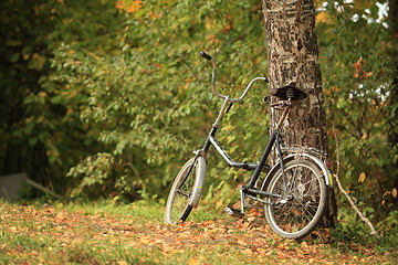 Image showing bicycle stands at the tree